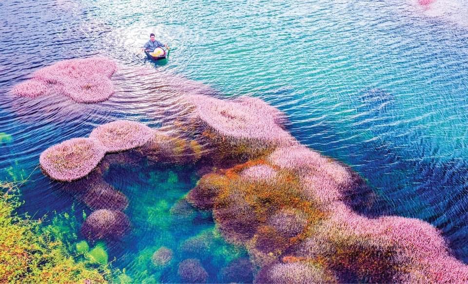 Ngất ngây trước vẻ đẹp của hồ Tảo Hồng ở Lâm Đồng, chụp ảnh ở đây cứ gọi là xuất sắc!